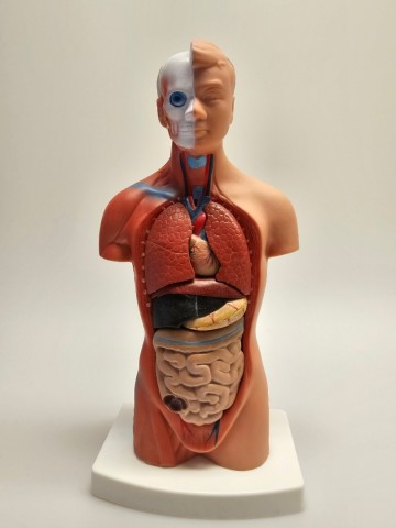 Menselijk torso