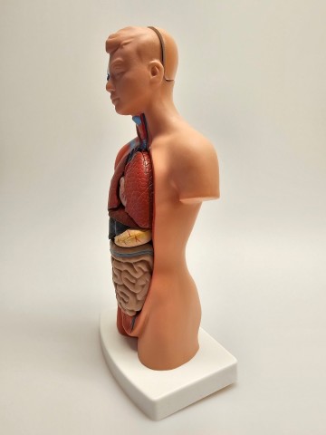 Menselijk torso