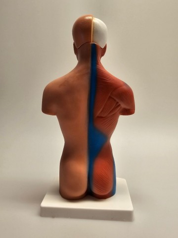 Menselijk torso