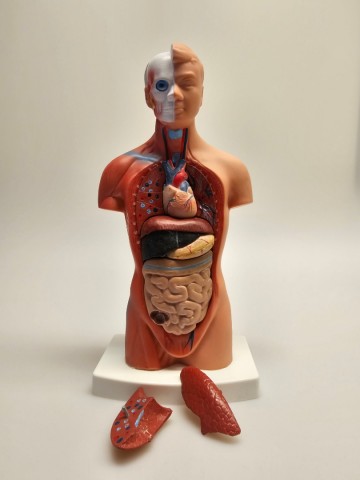 Menselijk torso