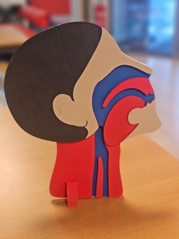 Anatomisch hoofdmodel